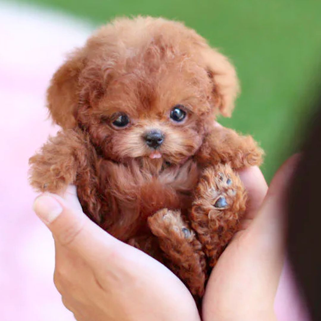 Interactive Dog Toy Robot Dog Toy Plush Puppy Toy Kids Gift