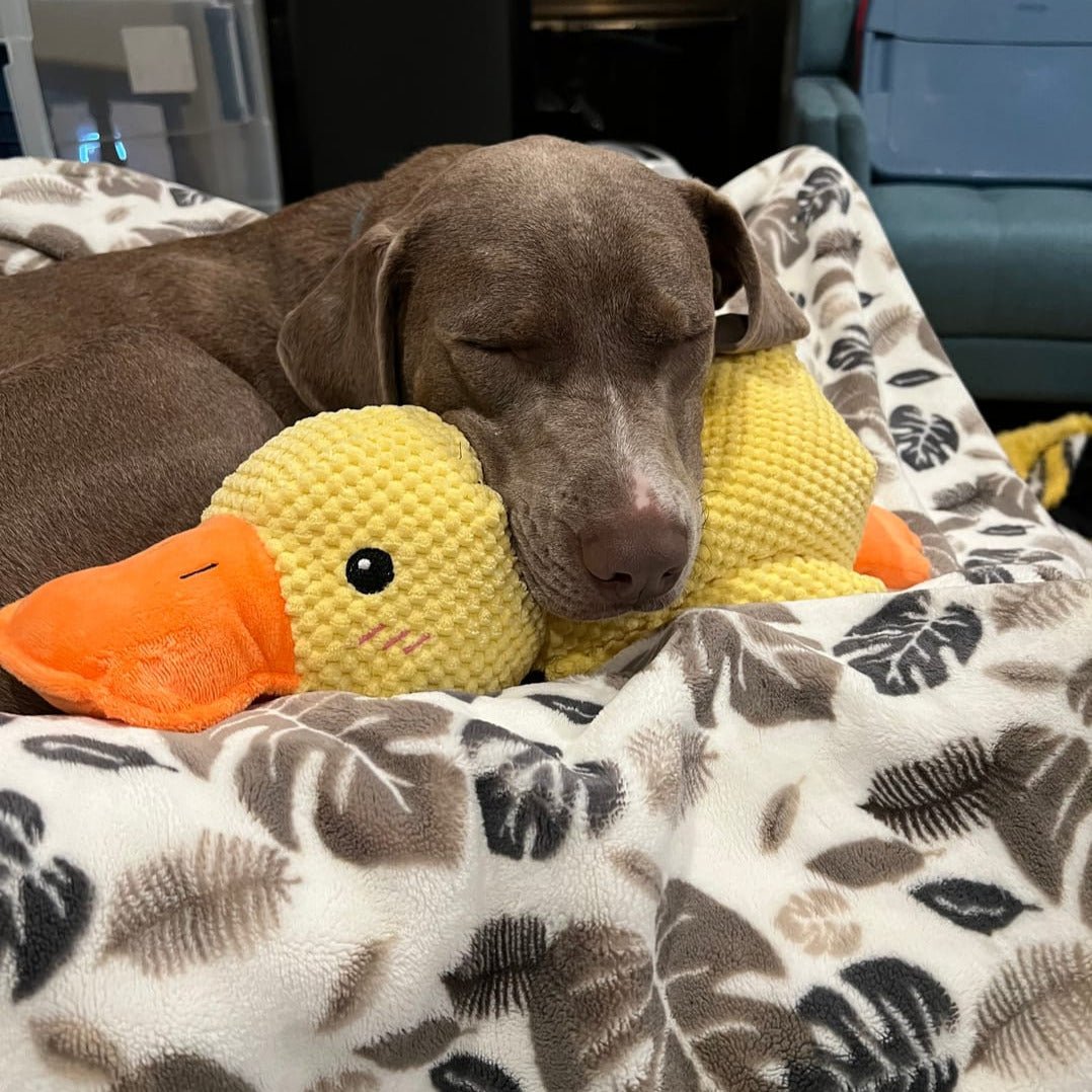 Calming Dog Toy Quacking Sound Chewing Play